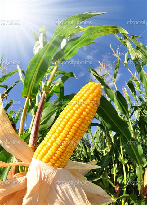 Corn Field — Stock Photo © Vencav 7865424