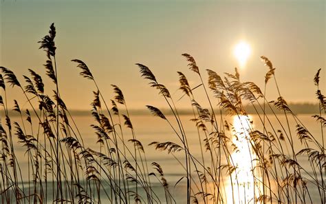 Grass Fog Nature Landscapes Reeds Lakes Water Reflection Sunset Sunrise