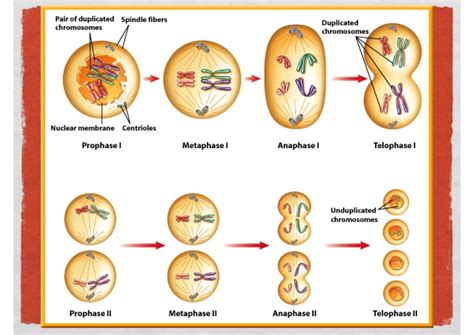 Sexual Reproduction And Meiosis