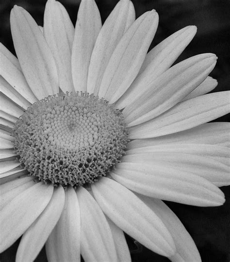 Daisy In Black And White Photograph By Bruce Bley