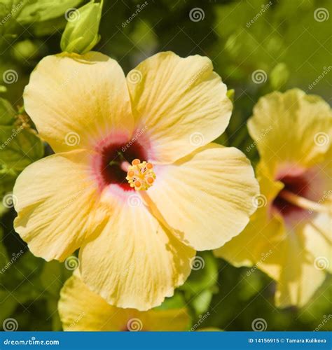 Beautiful Yellow Hibiscus Flower Stock Image Image Of Exotic Bright