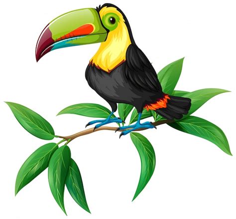 Premium Vector A Vector Of Toucan On White Background