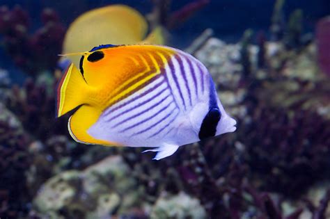 Top 10 Saltwater Aquarium Fishes Seaunseen