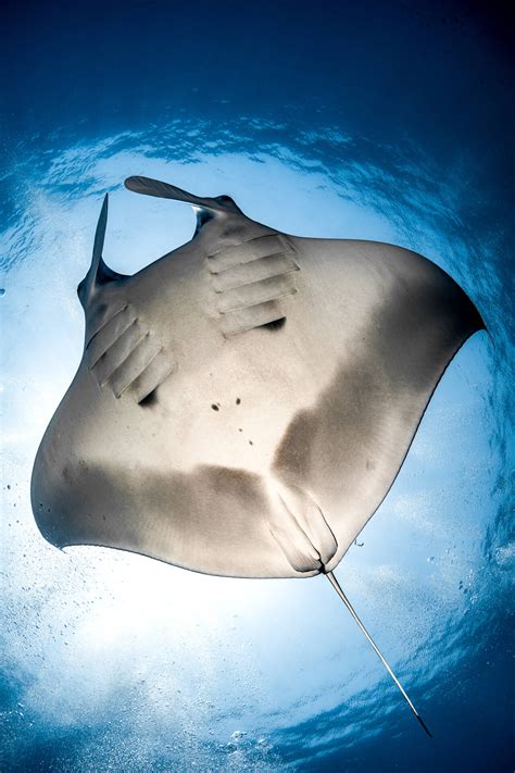 Divers Spot Manta Rays For Science Kaust Insight