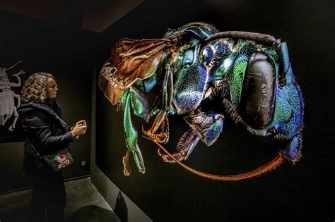 Microsculpture - The Insect Portraits of Levon Biss