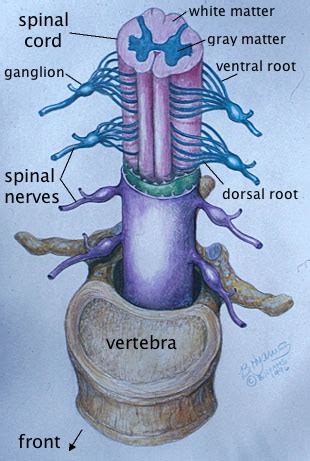 Central Nervous System