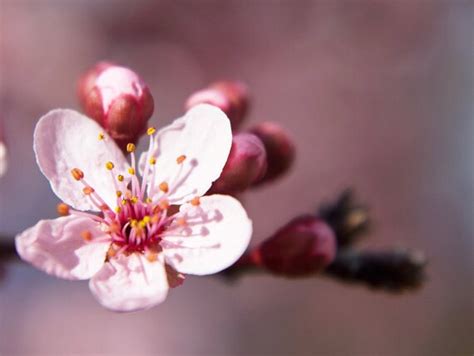 Photographic Print Darling Single Cherry Blossom