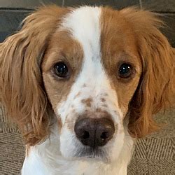 The cost to buy a brittany spaniel varies greatly and depends on many factors such as the breeders' location, reputation, litter size, lineage of the puppy, breed popularity (supply and demand), training, socialization efforts, breed lines and much more. Second Chance Cocker Rescue-Oregon in Portland, Oregon