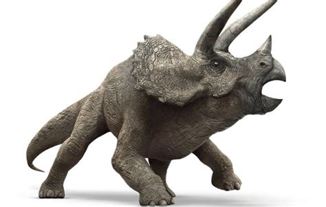 Triceratops Facts Classification Discovery Behavior And Adaptation