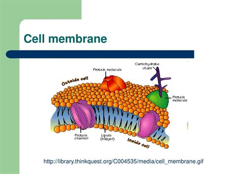 There are many types of organelles, particularly in eukaryotic cells. PPT - Function of Cell Organelles PowerPoint Presentation ...