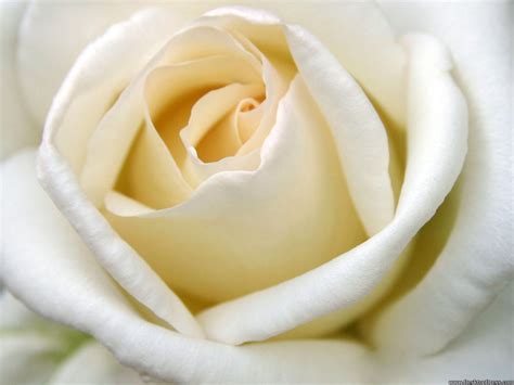 Desktop Wallpapers Flowers Backgrounds A Big White Rose