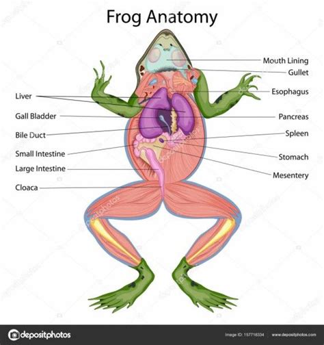 Diagram Of Dissected Frog Frog Diagram Biology