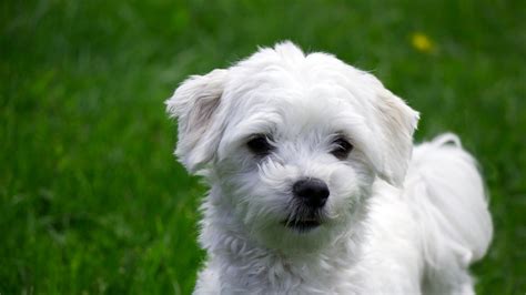 Maltese Dog Breed History Health And Characteristics