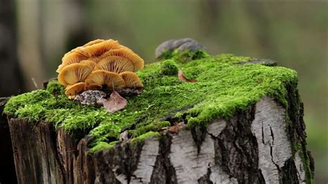 Image Result For Mushrooms Growing Tree Hd Moss Growing Tree