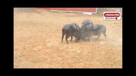 Buffalo Fight Exciting Three Buffaloes Fight It Out In The Arena Youtube