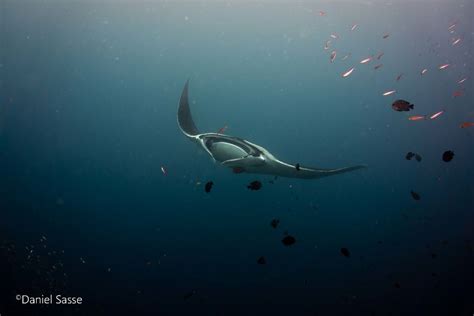 I Captured Endangered Manta Rays To Show How Beautiful And Fragile The