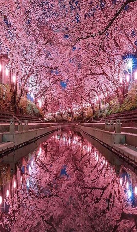 Japanese Cherry Blossoms In 2020 Cherry Blossom Japan Nature