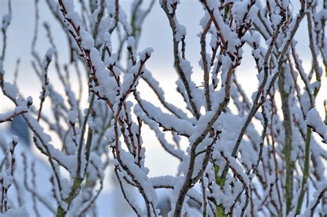 무료 이미지 경치 자연 분기 화이트 햇빛 잎 서리 얼음 봄 날씨 눈이 내리는 휴식 시즌 작은 가지
