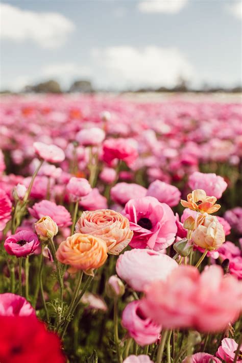 17 Best Flower Fields In California Best Seasons To View Them