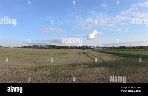 Belarus Wheat Stock Videos And Footage Hd And 4k Video Clips Alamy