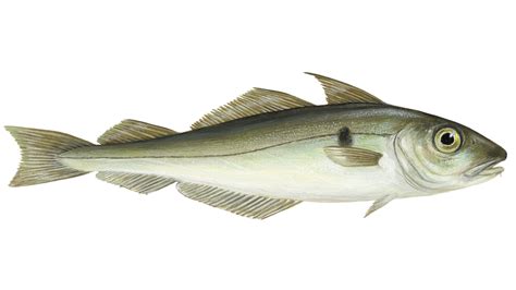 Haddock (or other white fish) is lightly breaded and baked. UK Minimum Size Limits: - Go Spearfishing UK - Minimum ...