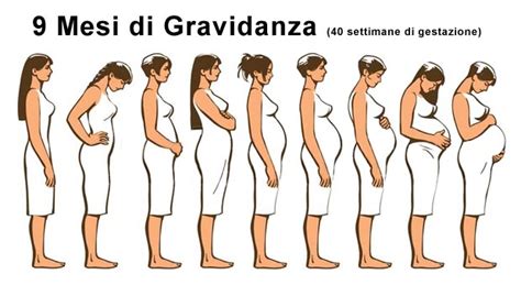 calcolo settimane di gravidanza