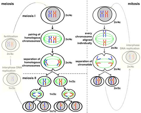 Cell Cycle Mitosis And Meiosis Chemgapedia