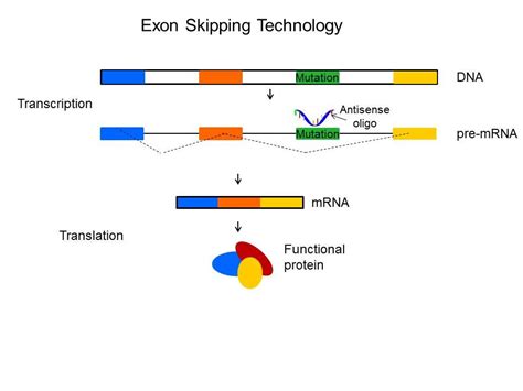 Exon Skipping Therapy For Dmd Biotech Primer Weekly