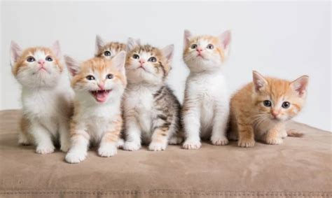 5 Ways To Help Your Local Cat Rescue Or Shelter During Kitten Season
