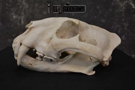 Reproduction Bengal Tiger Skull Set Sku 1674 All Taxidermy