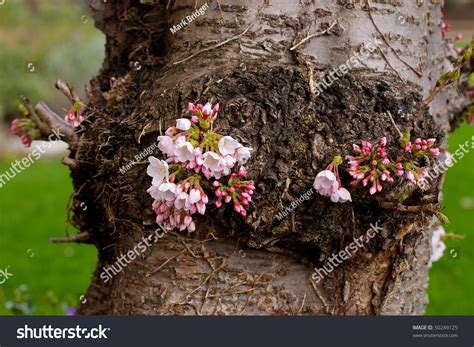 Cherry Blossom On Tree Trunk Stock Photo 50249125 Shutterstock