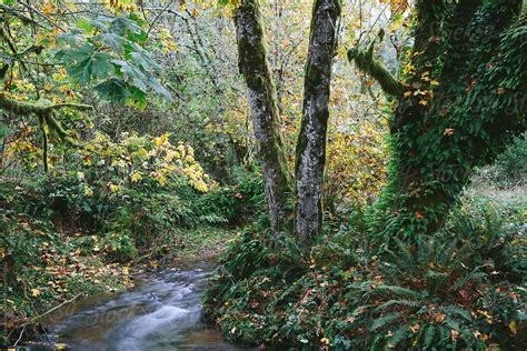 Temperate Rainforest In Autumn Small River In Distance Central