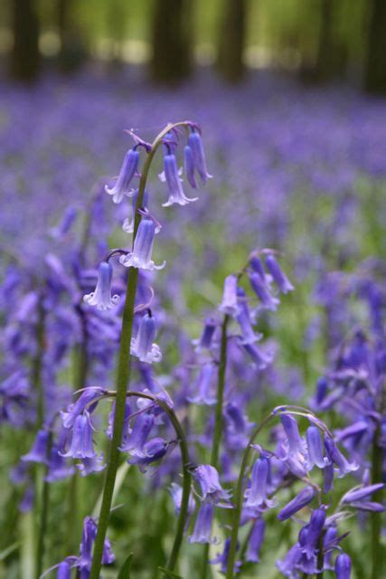 This video package is a learning tool in itself with accompanying classroom materials for english teachers. English Bluebells for Susie