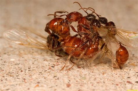 Western Harvester Ant Mating Flight Pogonomyrmex Occidentalis A Good Life