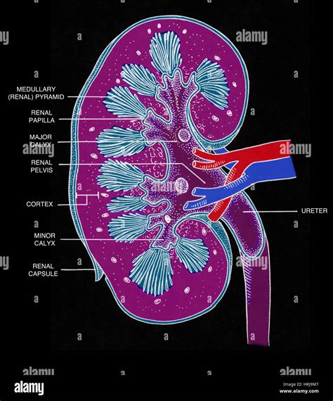 Renal Papilla Stock Photos And Renal Papilla Stock Images Alamy