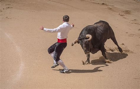 Hd Wallpaper Photo Of Matador Dodging Charging Bull Bull Trimmers