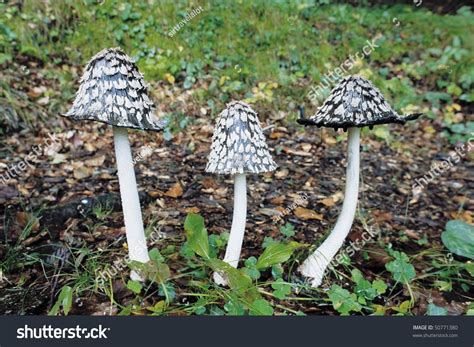 Mushrooms With Black Caps Stock Photo 50771380 Shutterstock