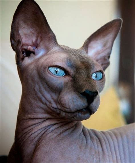 Sphynx Hairless Cat Breed Information And Photos Cats Animais De