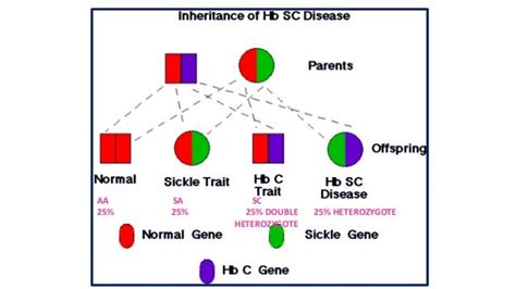 Sickle Cell Anemia Final