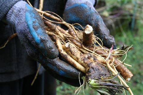 Digging Up Roots Madder And Horseradish Woolymossroots