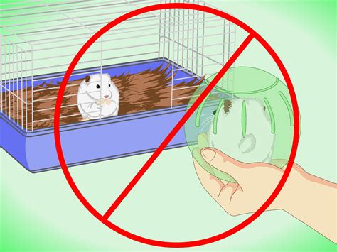 How To Be A Good Hamster Owner For Kids 10 Steps