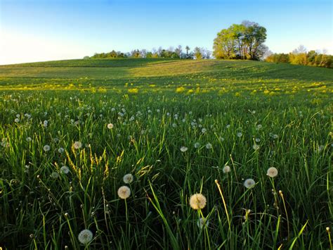 Free Images Nature Outdoor Plant Lawn Meadow Prairie Sunlight