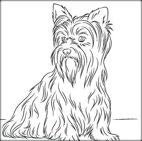 908x1520 astonishing yorkie puppy color dog coloring page wecoloringpage 1024x1365 coloring pages yorkie page elegant for free beautiful 2540x3313 yorkie printable coloring pages page outstanding yorkies Yorkie Coloring Pages at GetColorings.com | Free printable ...