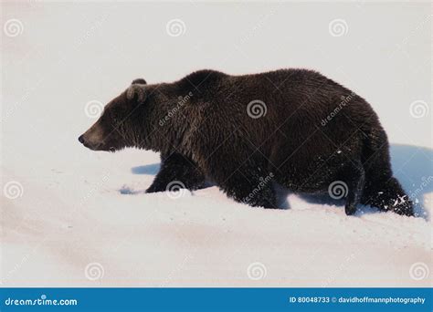 Grizzly Bear In Snow Stock Image Image Of Grizzly Denali 80048733