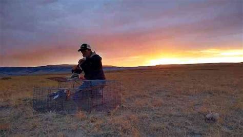 Successful Swift Fox Reintroduction Program At Fort Belknap Celebrates