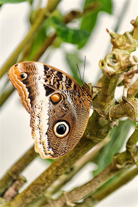 Butterfly Eyespots Stock Photo Image Of Forest Animalia 52464588