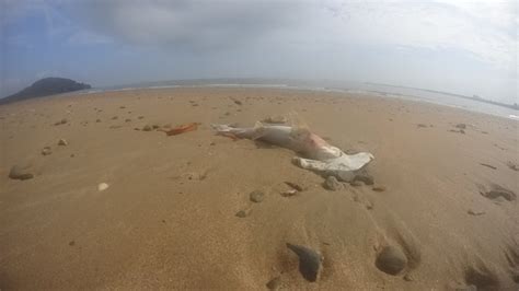 Dozens Of Dead Sharks Wash Up On Queensland Beach And Nobody Knows Why