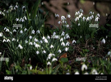 Snowdrops Galanthus In Full Bloom During Late Winter Early Spring