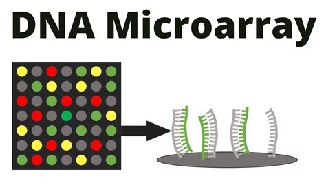 dna microarray dna chip technique youtube