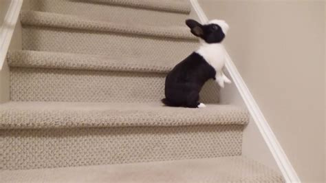 Rabbit Falls Down The Stairs Youtube